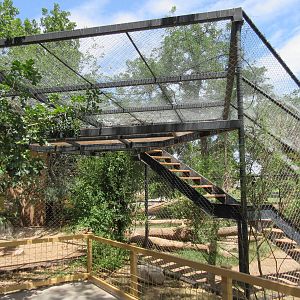 Cougar Exhibit - with stairs for the cat!