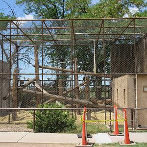 Black-Capped Capuchin Exhibit #1