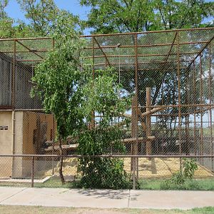 Black-Capped Capuchin Exhibit #2
