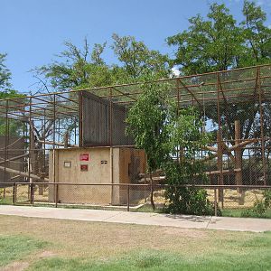 Black-Capped Capuchin Exhibits