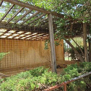 African Crested Porcupine Exhibit