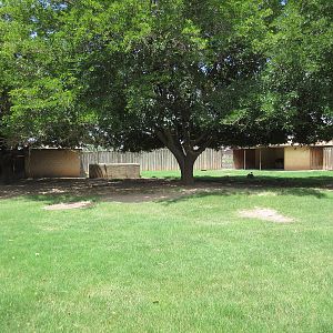 Guanaco/Greater Rhea/Reeve's Muntjac Exhibit