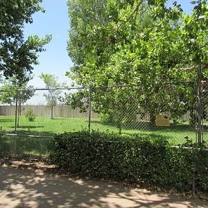 Helmeted Guineafowl/African Crowned Crane Exhibit