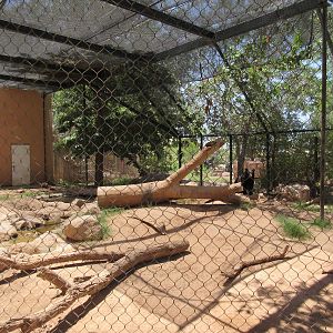 American Black Bear Exhibit