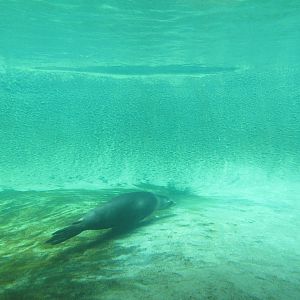 California Sea Lion/Harbour Seal Underwater Viewing