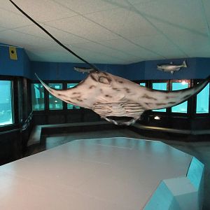 Undersea World (500,000 gallon tank divided into 4 exhibits)