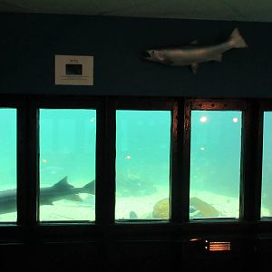 Undersea World (500,000 gallon tank divided into 4 exhibits)