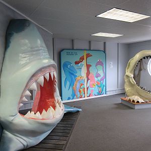 Shark Mouth Photo Op