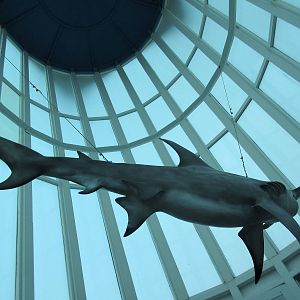 Hammerhead Statue - hanging from ceiling