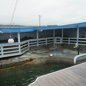 California Sea Lion/Harbour Seal Exhibit (upper view)