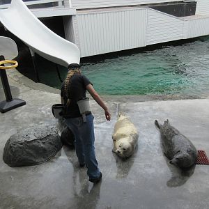 California Sea Lion/Harbour Seal Exhibit - in middle of show
