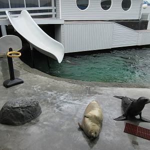 California Sea Lion/Harbour Seal Exhibit