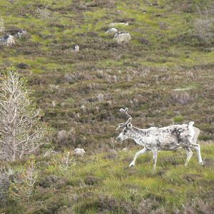 Free-ranging Domestic Reindeer In The Cairngorms