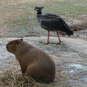 Aug. 2015 - Wildlife Canyon - Capybara + Crested Screamer
