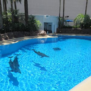 Dolphin Exhibit