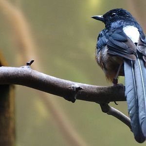 Aug. 2015 - Wings of the World - Australasia - White-rumped Shama (New Spec