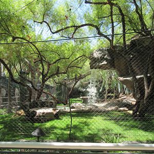 White Lion Exhibit #1