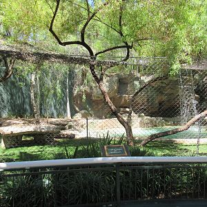 White Lion Exhibit #1