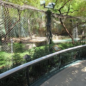 White Lion Exhibit #1