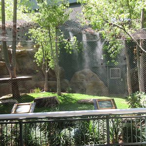 Black Leopard Exhibit