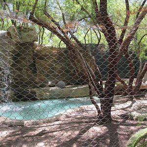 White Lion Exhibit #2