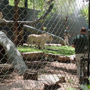 White Lion Exhibit #2 - 3 cats and 2 keepers