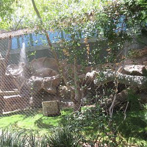Leopard Exhibit