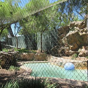 White Tiger Exhibit