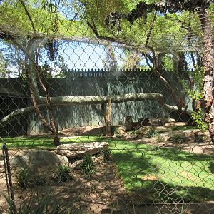 Bengal Tiger Exhibit