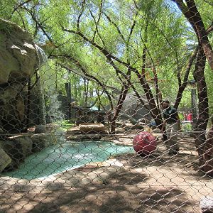 White Lion Exhibit #2