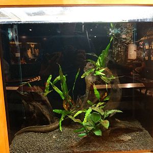 Aug. 2015 - Manatee Springs - Florida Biodiversity - Greater Siren Tank (Ne