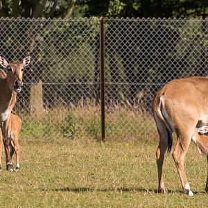 Nilgai : Whipsnade : 02 Aug 2015