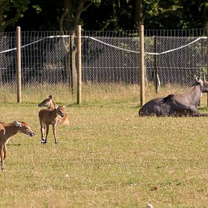 Nilgai : Whipsnade : 02 Aug 2015