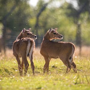 Nilgai : Whipsnade : 02 Aug 2015
