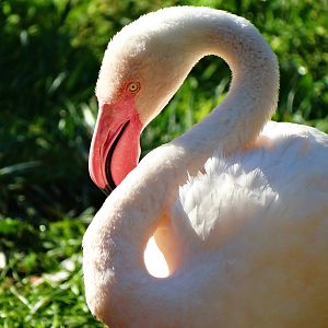 Aug. 2015 - Africa - Greater Flamingo