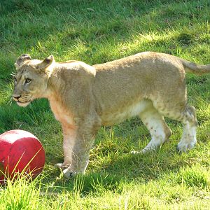 Aug. 2015 - Africa - Lioness Cub