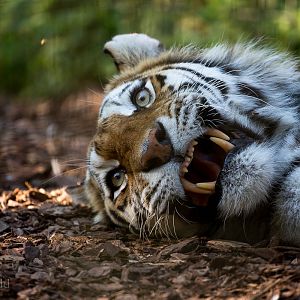 Amur tiger : Whipsnade : 02 Aug 2015