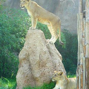 Aug. 2015 - Africa - Lioness Cubs