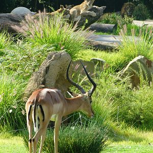 Aug. 2015 - Africa - The Lions and Their Prey (Impala)