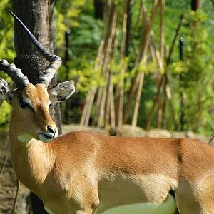 Aug. 2015 - Africa - Impala