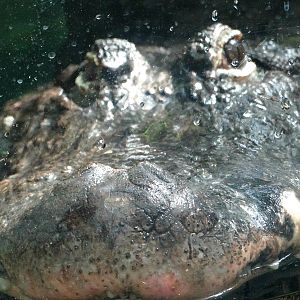 Aug. 2015 - Manatee Springs - American Alligator