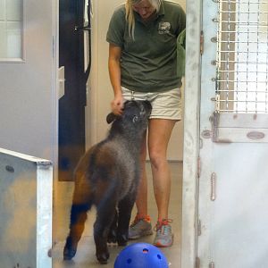 Aug. 2015 - Children's Zoo - Playtime with Dale