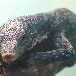 Aug. 2015 - Reptile House - Blue Tree Monitor