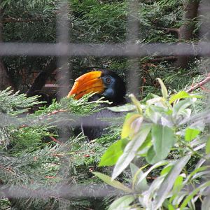 Wrinkled Hornbill - 03/08/15