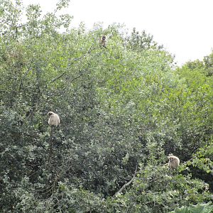 Lar Gibbon Island - 3/8/15