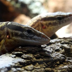 Aug. 2015 - Dragons! - Ackie Dwarf Monitors