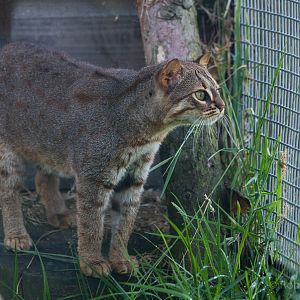 Rusty-spotted cat : Hamerton : 12 Jul 2015