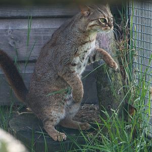 Rusty-spotted cat : Hamerton : 12 Jul 2015