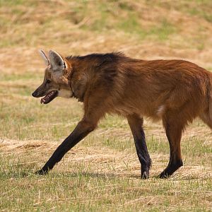 Maned wolf : Hamerton : 12 Jul 2015