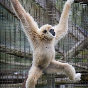 White-handed / lar gibbon : Hamerton : 12 Jul 2015